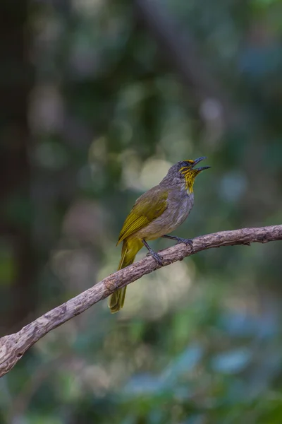 Uccello bulbul dalla gola a strisce, in piedi su un ramo in natura — Foto Stock