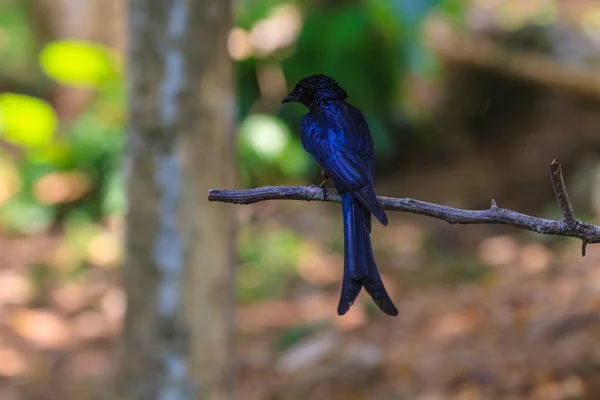 Zwarte drongo mooie vogel in bos — Stockfoto