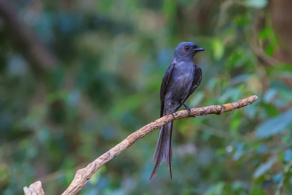 Piękny drongo ashy (Dicrurus leucophaeus) — Zdjęcie stockowe