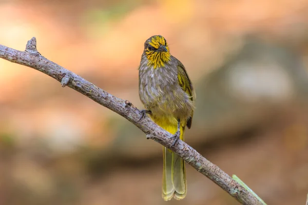 Uccello bulbul dalla gola a strisce, in piedi su un ramo in natura — Foto Stock