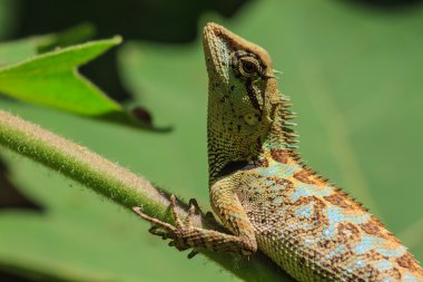 siyah yüz kertenkele, ağaç kertenkele ağaç üzerinde