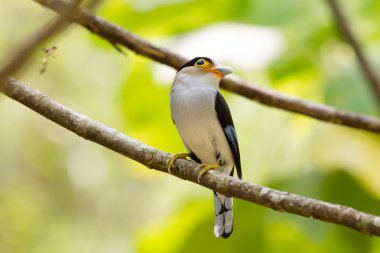 renkli kuş gümüş göğüslü broadbil