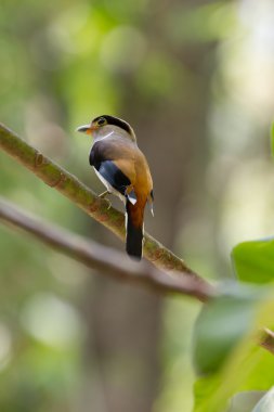 renkli kuş gümüş göğüslü broadbil