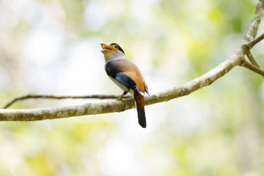 renkli kuş gümüş göğüslü broadbil