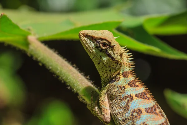 Lagarto de cara preta, lagarto de árvore na árvore — Fotografia de Stock