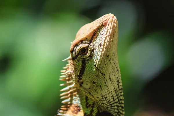 Black face lizard, tree lizard on tree — Stock Photo, Image