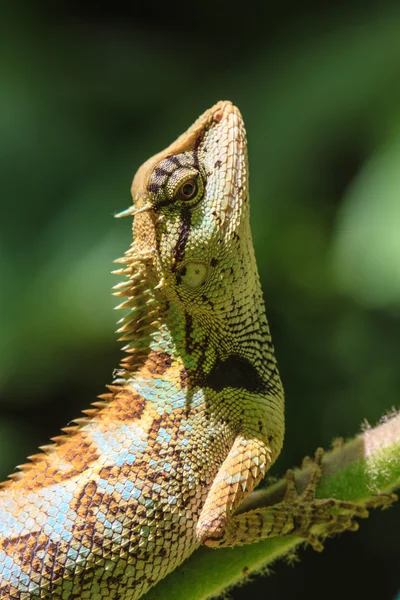 Lagarto de cara preta, lagarto de árvore na árvore — Fotografia de Stock