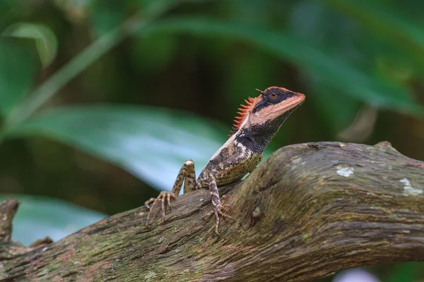 Black face lizard, tree lizard on tree — Stock Photo, Image