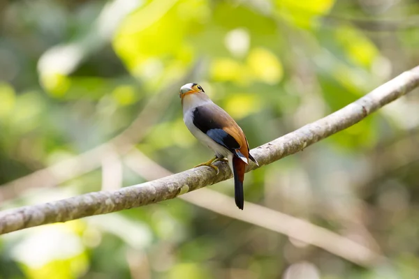 Kleurrijke vogel zilver-breasted broadbil — Stockfoto