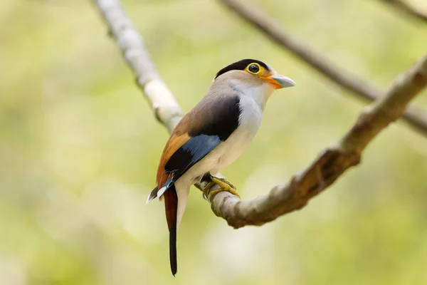 Oiseau coloré Brosse à poitrine argentée — Photo