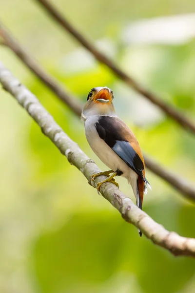 Pájaro colorido broadbil plateado —  Fotos de Stock