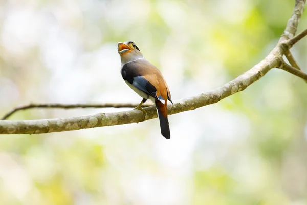 Farbenfroher Vogel silberbrüstig breitbeinig — Stockfoto