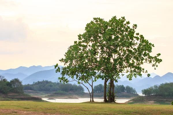 Árbol verde sobre fondo —  Fotos de Stock