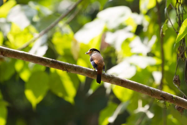 Broadbil Silver-breasted barevné ptačí — Stock fotografie