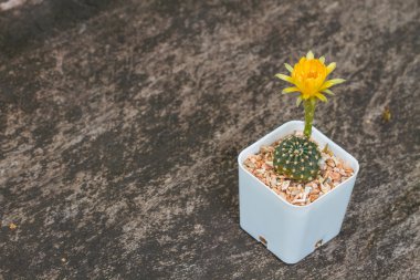 kaktüs çiçeği yakın çekim