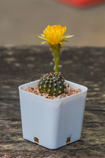 Primer plano de la flor de cactus —  Fotos de Stock