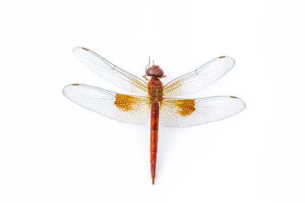 Dragonfly macro isolado no fundo branco — Fotografia de Stock