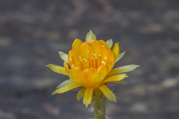 Закрыть цветок кактуса — стоковое фото