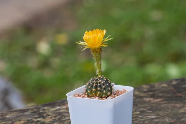 Nahaufnahme der Kakteenblüte — Stockfoto