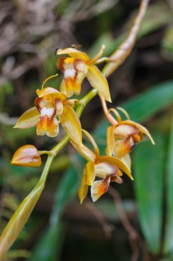 Coelogyne rigida ormandaki yabani orkide nadir türler