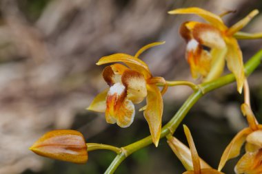 Coelogyne fuscescens ormandaki yabani orkide nadir türler