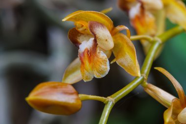 Coelogyne fuscescens ormandaki yabani orkide nadir türler