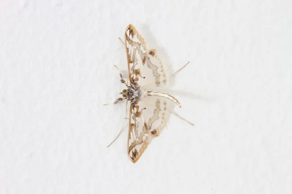 Close up of moth — Stock Photo, Image