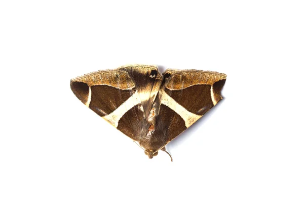 Close up of moth — Stock Photo, Image