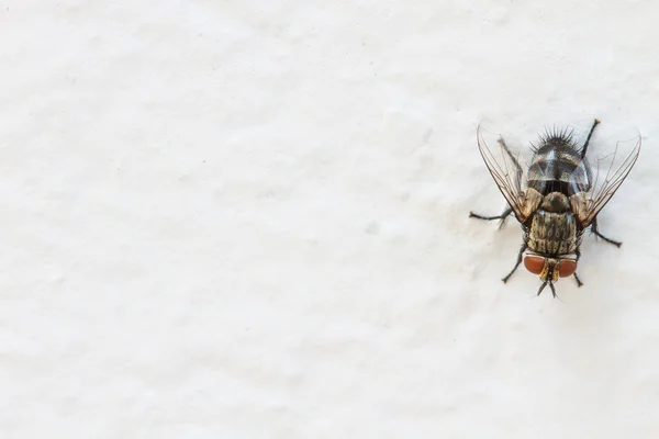 Sopla mosca, vuela carroña en la pared —  Fotos de Stock