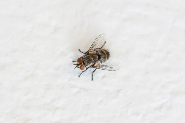 Sopla mosca, vuela carroña en la pared —  Fotos de Stock