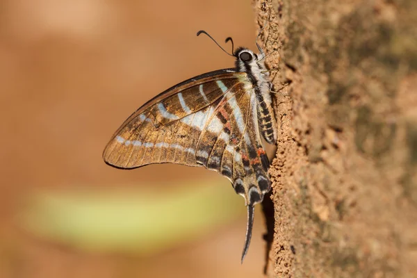 Piękny motyl na drzewo — Zdjęcie stockowe