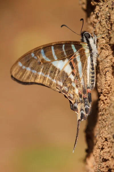 Prachtige vlinder op boom — Stockfoto