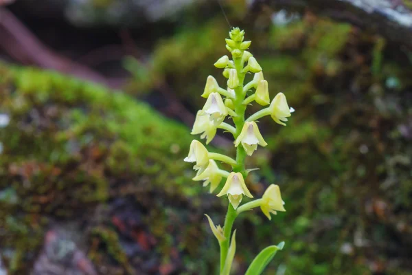 Polystachya conereta sällsynta arter vilda orkidéer i skogen — Stockfoto