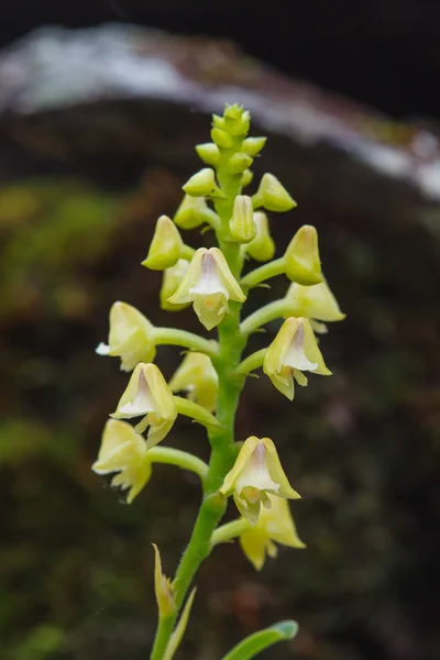 Liparis conereta zeldzame soorten wilde orchideeën in bos — Stockfoto