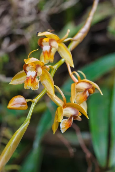 Coelogyne rigida zeldzame soorten wilde orchideeën in bos — Stockfoto