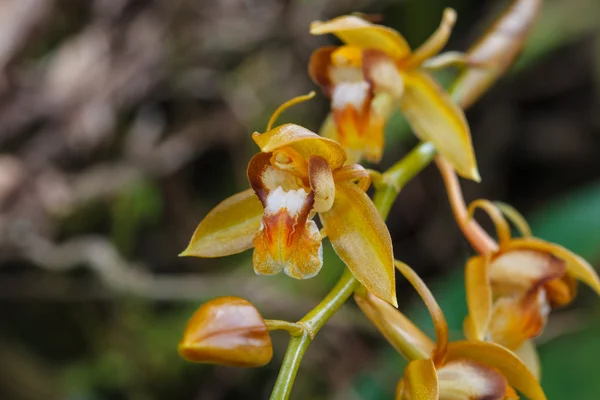 Coelogyne fuscescens ritka fajok vad orchideák-erdő — Stock Fotó