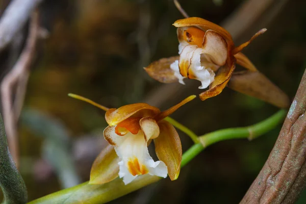 Coelogyne fuscescens seltene Arten wilde Orchideen im Wald — Stockfoto