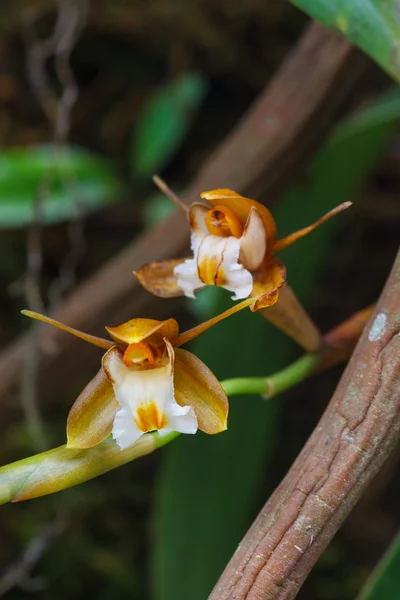 Coelogyne fuscescens zeldzame soorten wilde orchideeën in bos — Stockfoto