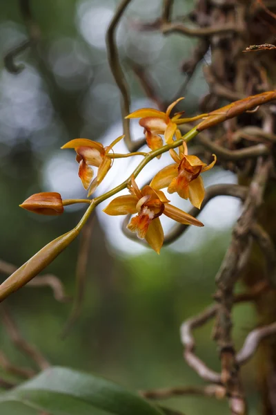 Coelogyne fuscescens seltene Arten wilde Orchideen im Wald — Stockfoto