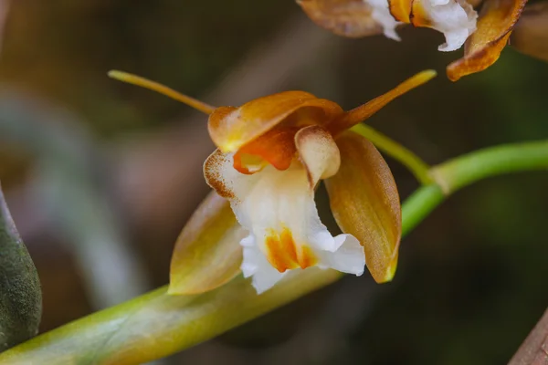 Coelogyne fuscescens seltene Arten wilde Orchideen im Wald — Stockfoto