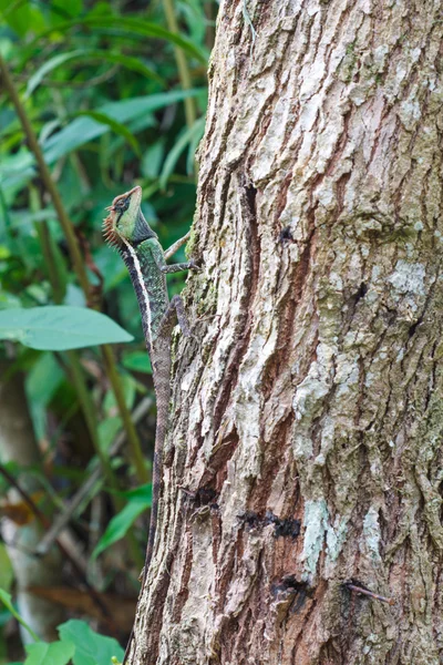 Gemaskerde Maxomys hagedis op boom — Stockfoto