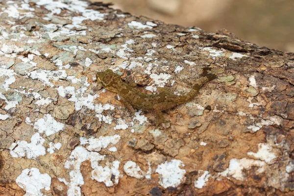 Gecko je Ulber v tropickém lese — Stock fotografie