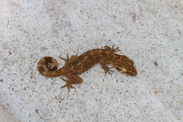 Gecko je Ulber v tropickém lese — Stock fotografie