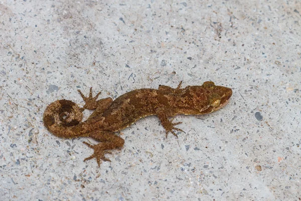 Gecko je Ulber v tropickém lese — Stock fotografie