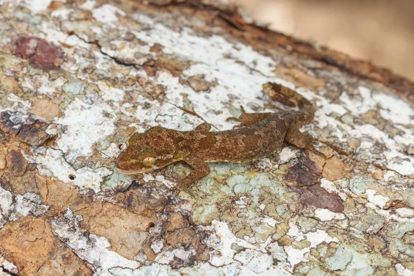 Ulber van Gecko in tropisch woud — Stockfoto