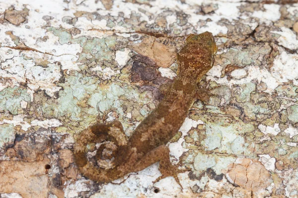 Ulber van Gecko in tropisch woud — Stockfoto