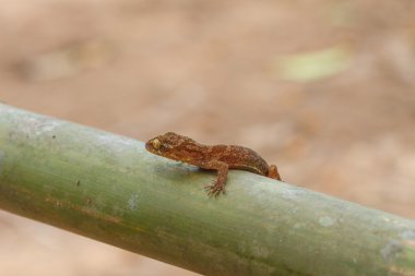 Ulber'ın Gecko tropikal orman