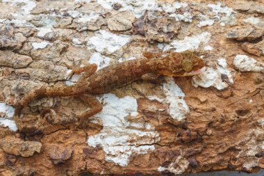 Ulber'ın Gecko tropikal orman