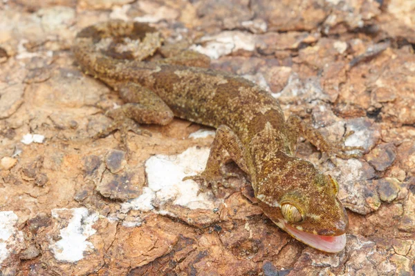 Ulber 's Gecko na floresta tropical — Fotografia de Stock