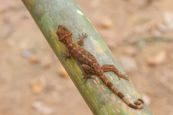 Ulber's Gecko in tropical forest — Stock Photo, Image